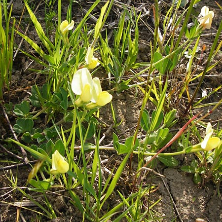 Lotus maritimus \ Gelbe Spargelerbse, D Oppenheim 11.5.2015