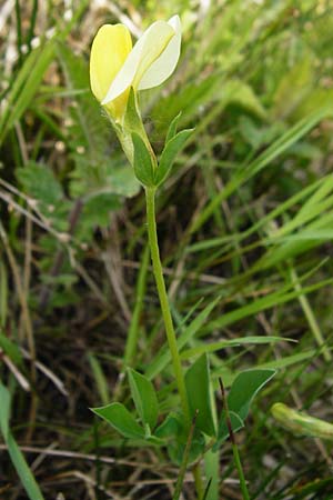 Lotus maritimus \ Gelbe Spargelerbse / Dragon's-Teeth, D Altlussheim 26.5.2015