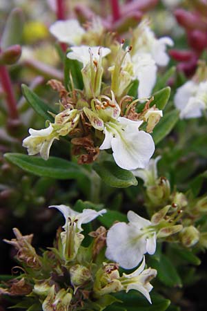 Teucrium montanum \ Berg-Gamander / Mountain Germander, D Fridingen 20.6.2015