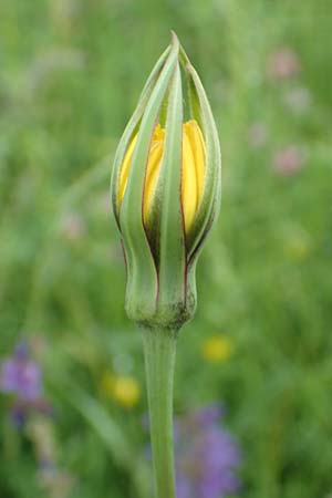 Tragopogon minor \ Kleiner Wiesen-Bocksbart, Kleinkpfiger Bocksbart / Minor Goat's-Beard, D Odenwald, Michelstadt 17.5.2018