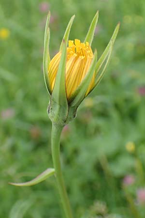 Tragopogon minor \ Kleiner Wiesen-Bocksbart, Kleinkpfiger Bocksbart, D Odenwald, Michelstadt 17.5.2018