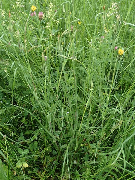 Tragopogon minor / Minor Goat's-Beard, D Odenwald, Michelstadt 17.5.2018