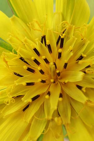 Tragopogon minor / Minor Goat's-Beard, D Odenwald, Michelstadt 17.5.2018