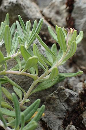 Teucrium montanum \ Berg-Gamander / Mountain Germander, D Beuron 26.6.2018