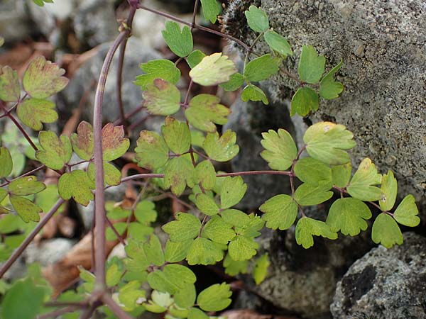 Thalictrum minus \ Kleine Wiesenraute / Lesser Meadow-Rue, D Grünstadt-Asselheim 26.8.2021