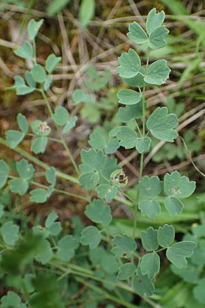 Thalictrum minus \ Kleine Wiesenraute / Lesser Meadow-Rue, D Thüringen, Bad Frankenhausen 8.6.2022