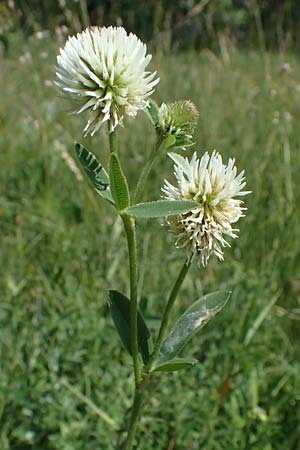 Trifolium montanum \ Berg-Klee / Mountain Clover, D Thüringen, Erfurt 13.6.2022