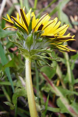 Taraxacum nordstedtii \ Nordstedts Lwenzahn, D Ober-Roden 2.5.2015