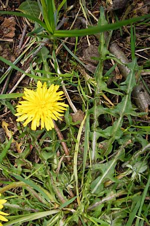 Taraxacum nordstedtii \ Nordstedts Lwenzahn / Nordstedt's Dandelion, D Ober-Roden 2.5.2015