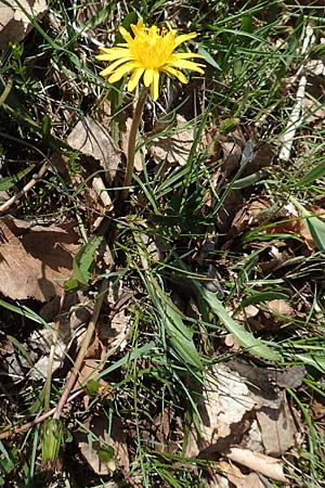 Taraxacum pauckertianum \ Pauckerts Lwenzahn / Pauckert's Dandelion, D Konstanz 24.4.2018