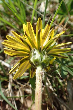 Taraxacum pauckertianum \ Pauckerts Lwenzahn / Pauckert's Dandelion, D Konstanz 24.4.2018