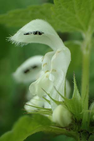 Lamium album \ Weie Taubnessel / White Dead-Nettle, D Viernheim 3.5.2018