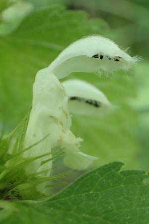 Lamium album \ Weie Taubnessel / White Dead-Nettle, D Viernheim 3.5.2018