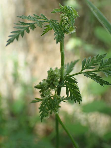 Torilis nodosa \ Knotiger Klettenkerbel / Knotted Hedge Parsley, D Ludwigshafen 1.6.2018