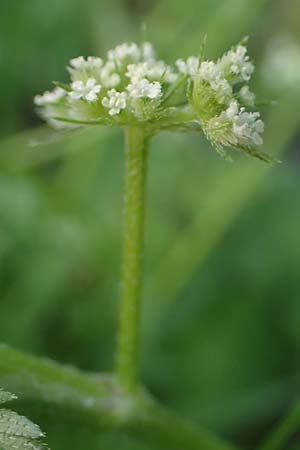 Torilis nodosa \ Knotiger Klettenkerbel / Knotted Hedge Parsley, D Mannheim 19.5.2023