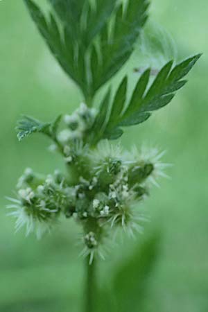 Torilis nodosa \ Knotiger Klettenkerbel / Knotted Hedge Parsley, D Mannheim 10.6.2023