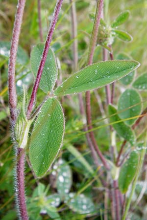 Trifolium ochroleucon / Sulphur Clover, D Gerolzhofen-Sulzheim 1.6.2015