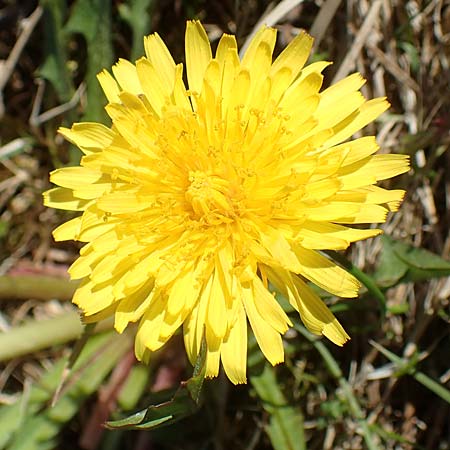 Taraxacum hollandicum \ Hollndischer Sumpf-Lwenzahn / Dutch Marsh Dandelion, D Konstanz 24.4.2018