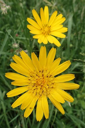 Tragopogon orientalis \ stlicher Wiesen-Bocksbart, D Köln-Zündorf 23.5.2018