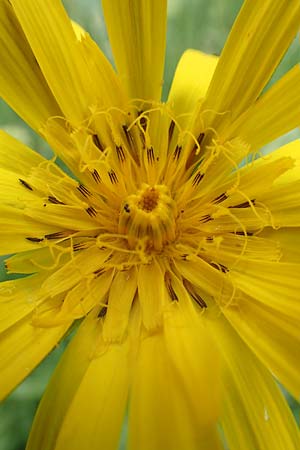 Tragopogon orientalis \ stlicher Wiesen-Bocksbart, D Köln-Zündorf 23.5.2018