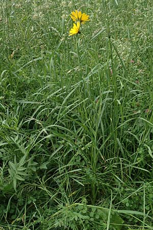 Tragopogon pratensis subsp. orientalis \ stlicher Wiesen-Bocksbart, D Köln-Zündorf 23.5.2018