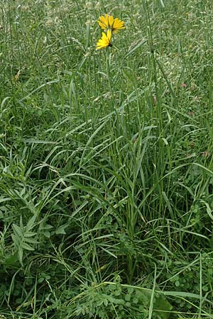 Tragopogon orientalis \ stlicher Wiesen-Bocksbart / Showy Goat's-Beard, D Köln-Zündorf 23.5.2018