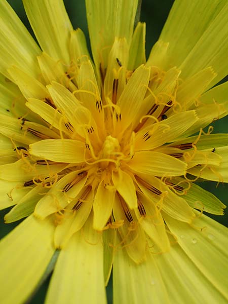 Tragopogon pratensis subsp. orientalis \ stlicher Wiesen-Bocksbart, D Neuleiningen 25.5.2020