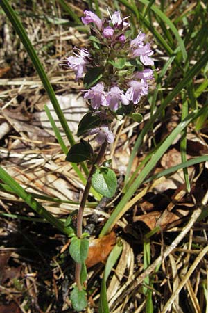 Thymus pulegioides / Large Thyme, D Karlstadt 16.6.2007