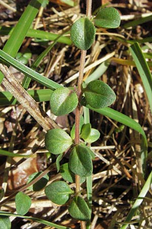 Thymus pulegioides / Large Thyme, D Karlstadt 16.6.2007