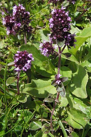 Thymus pulegioides \ Arznei-Thymian, Gemeiner Thymian, D Schwarzwald, Feldberg 24.6.2007