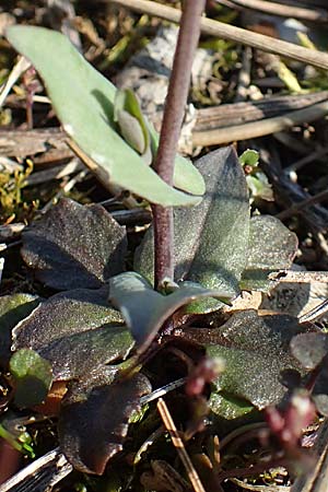 Microthlaspi perfoliatum \ hrchen-Kleintschelkraut, Stngelumfassendes Hellerkraut / Perfoliate Penny-Cress, Claspleaf Penny-Cress, D Östringen-Eichelberg 18.3.2016