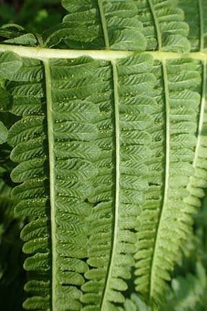 Oreopteris limbosperma \ Berg-Farn, Berg-Lappen-Farn / Sweet Mountain Fern, Lemon-Scented Fern, D Heidelberg 29.7.2016