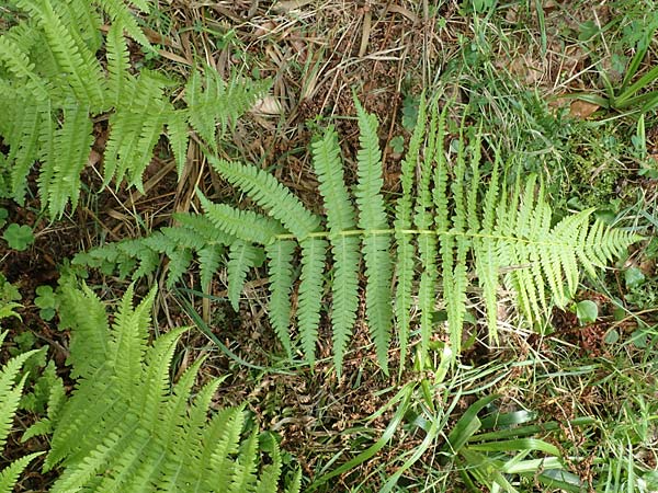 Oreopteris limbosperma \ Berg-Farn, Berg-Lappen-Farn / Sweet Mountain Fern, Lemon-Scented Fern, D Heidelberg 29.7.2016