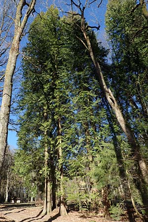 Thuja plicata \ Riesen-Lebensbaum / Western Red Cedar, Giant Western Arbor-Vitae, D Odenwald, Heiligkreuzsteinach 24.2.2019