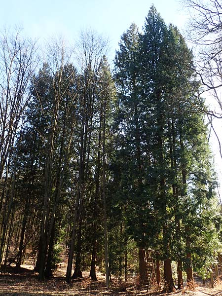 Thuja plicata \ Riesen-Lebensbaum / Western Red Cedar, Giant Western Arbor-Vitae, D Odenwald, Heiligkreuzsteinach 24.2.2019