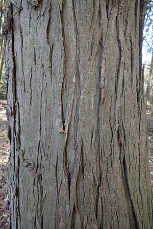 Thuja plicata \ Riesen-Lebensbaum, D Odenwald, Heiligkreuzsteinach 24.2.2019