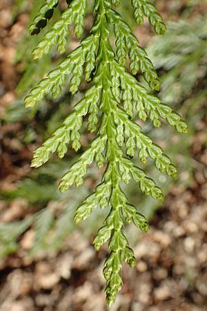 Thuja plicata \ Riesen-Lebensbaum / Western Red Cedar, Giant Western Arbor-Vitae, D Odenwald, Heiligkreuzsteinach 24.2.2019