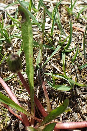 Taraxacum pauckertianum \ Pauckerts Lwenzahn / Pauckert's Dandelion, D Lenggries 2.5.2019