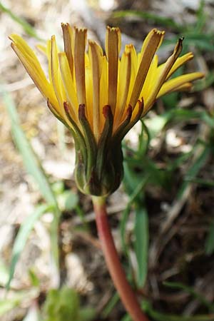 Taraxacum pauckertianum \ Pauckerts Lwenzahn / Pauckert's Dandelion, D Lenggries 2.5.2019