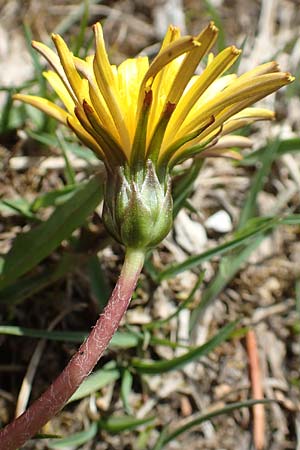 Taraxacum pauckertianum \ Pauckerts Lwenzahn / Pauckert's Dandelion, D Lenggries 2.5.2019