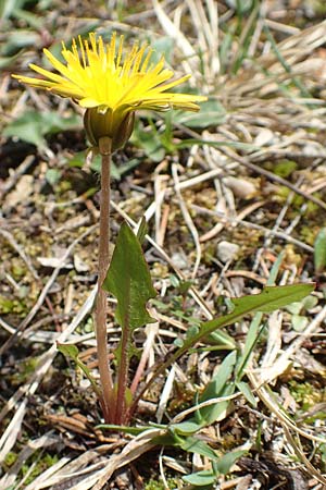 Taraxacum pauckertianum \ Pauckerts Lwenzahn / Pauckert's Dandelion, D Lenggries 2.5.2019
