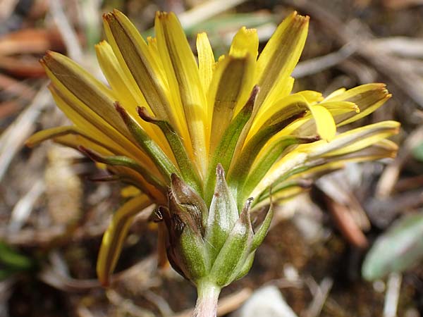 Taraxacum pauckertianum \ Pauckerts Lwenzahn / Pauckert's Dandelion, D Lenggries 2.5.2019