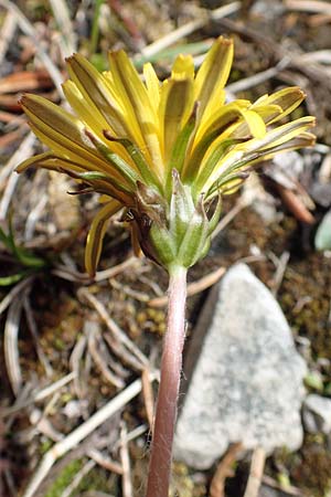 Taraxacum pauckertianum \ Pauckerts Lwenzahn / Pauckert's Dandelion, D Lenggries 2.5.2019