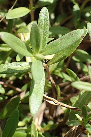 Thymus pannonicus \ Steppen-Thymian / Eurasian Thyme, D Ettlingen 13.9.2019