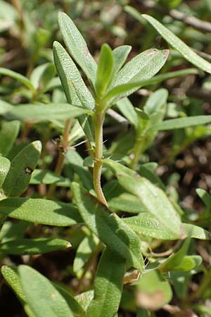 Thymus pannonicus \ Steppen-Thymian / Eurasian Thyme, D Ettlingen 13.9.2019