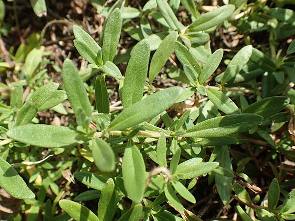 Thymus pannonicus \ Steppen-Thymian / Eurasian Thyme, D Ettlingen 13.9.2019