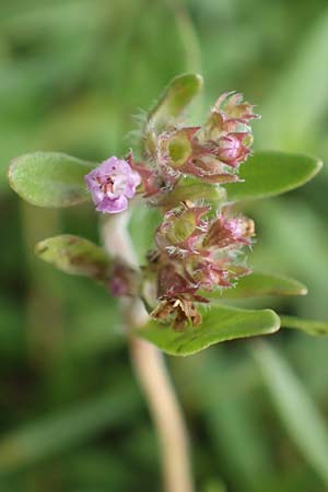 Thymus pannonicus \ Steppen-Thymian / Eurasian Thyme, D Ettlingen 13.9.2019