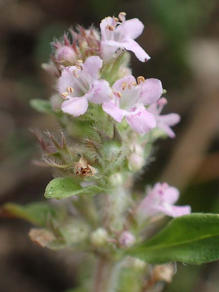 Thymus pannonicus / Eurasian Thyme, D Ettlingen 13.9.2019