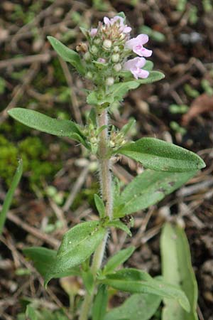 Thymus pannonicus \ Steppen-Thymian / Eurasian Thyme, D Ettlingen 13.9.2019