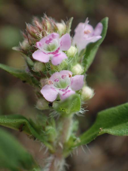 Thymus pannonicus \ Steppen-Thymian / Eurasian Thyme, D Ettlingen 13.9.2019